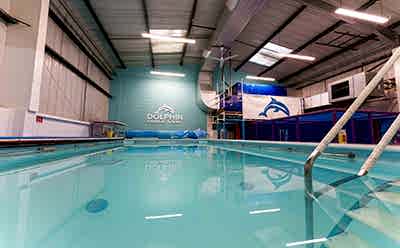 Dolphin Swim -52_400x248